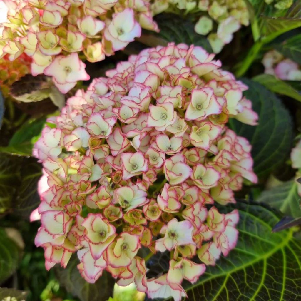 Hydrangea macrophylla Benthe - Bolhortensia