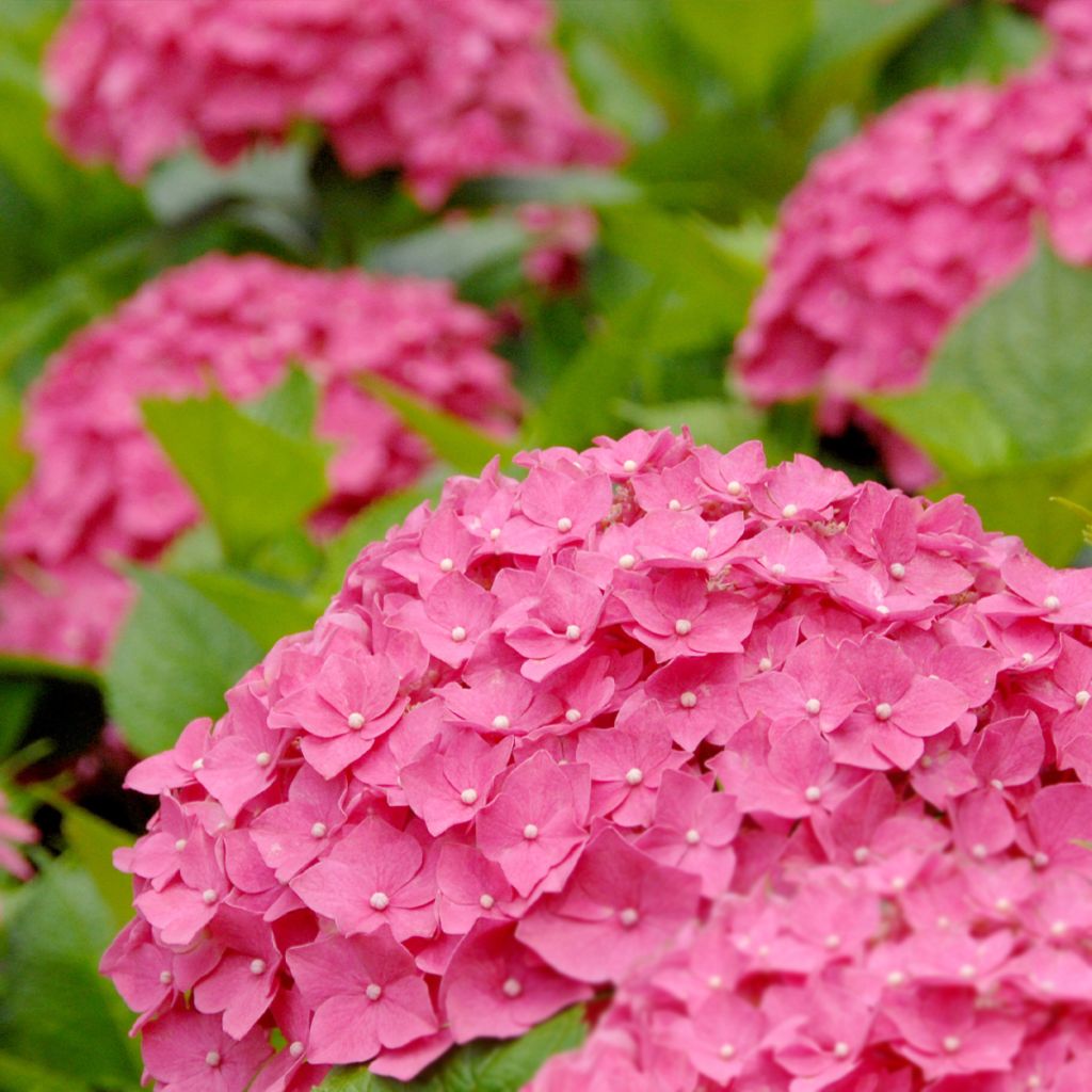 Hydrangea macrophylla Deutschland - Bolhortensia