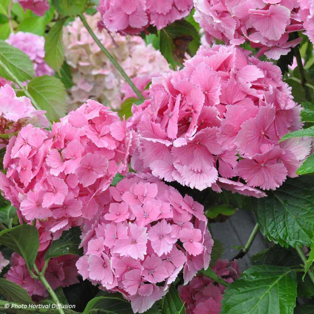 Hydrangea macrophylla Dolce Farfalle - Bolhortensia