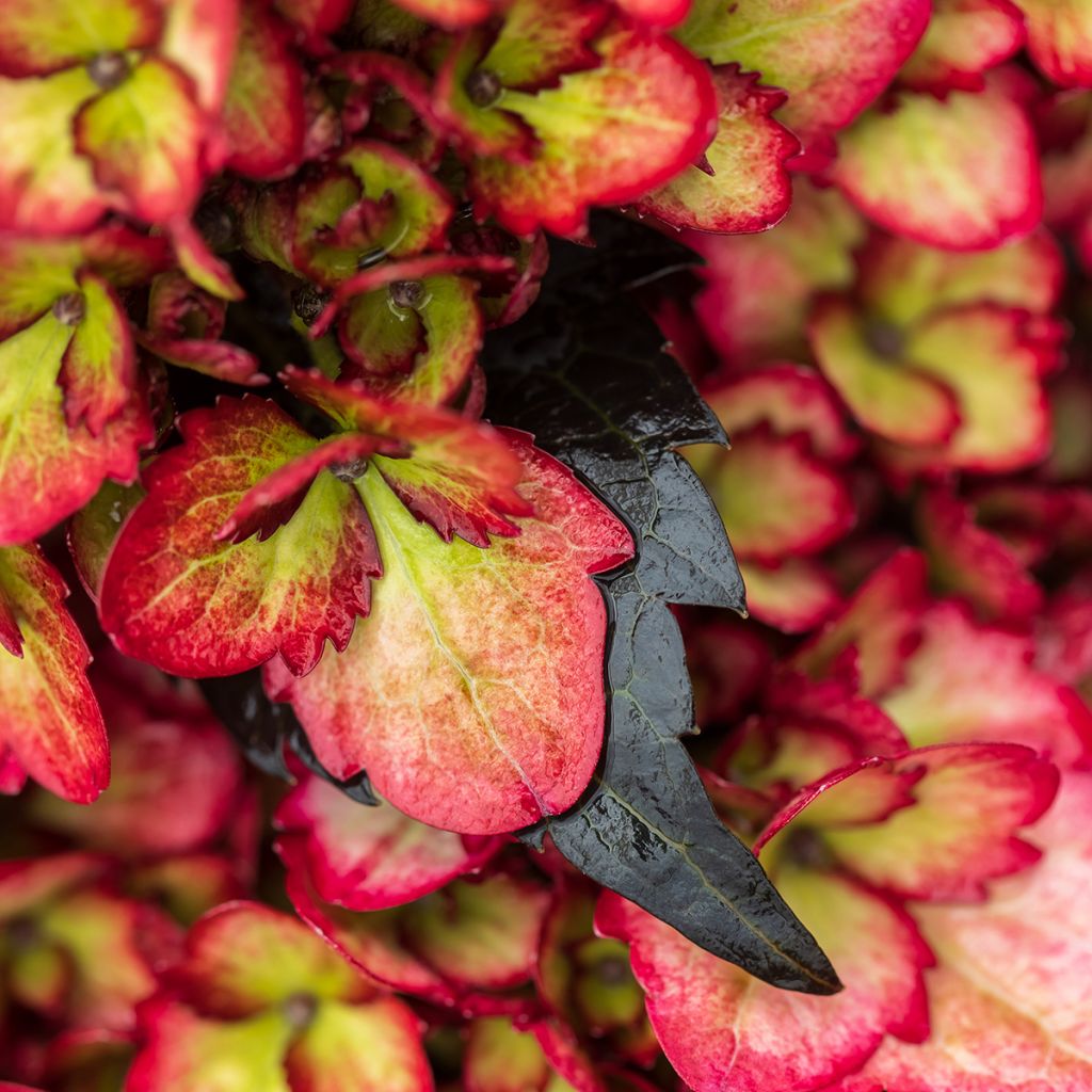 Hydrangea macrophylla Eclipse - Bolhortensia