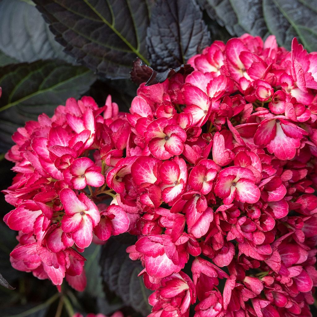 Hydrangea macrophylla Eclipse - Bolhortensia