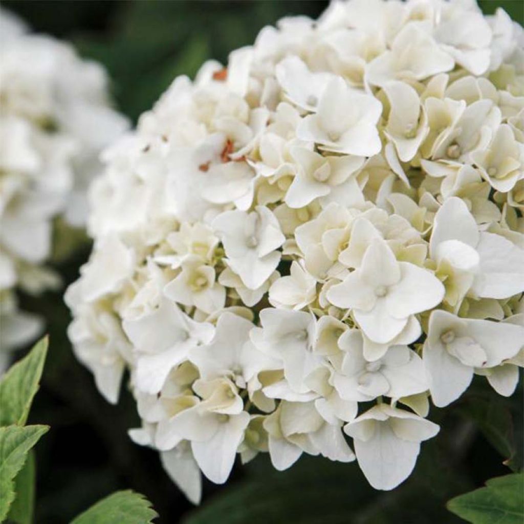 Hydrangea macrophylla Endless Summer The Bride - Bolhortensia
