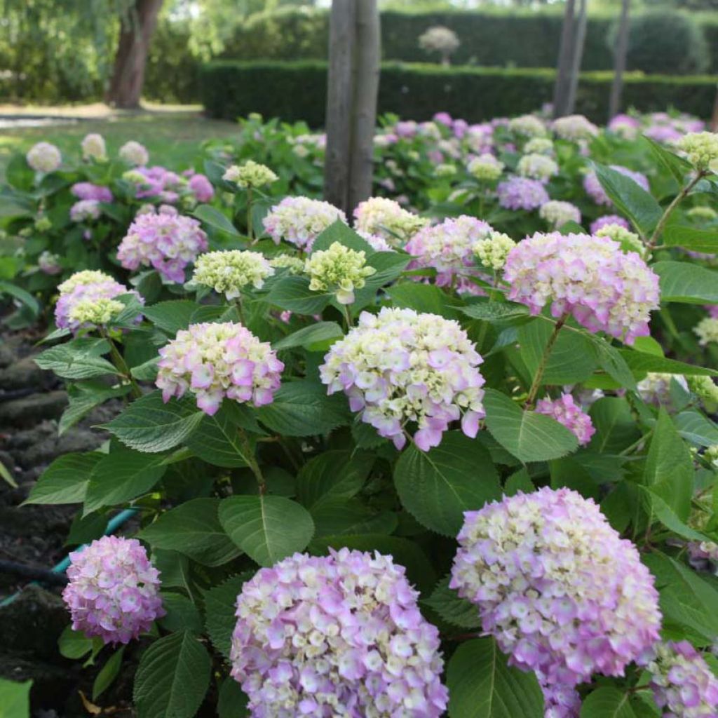 Hydrangea macrophylla Endless Summer The Original Pink - Bolhortensia