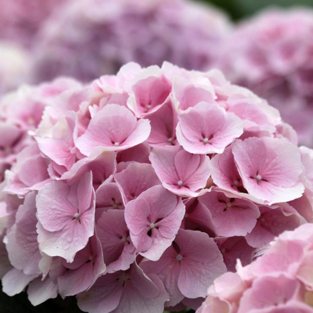 Hydrangea macrophylla Everbloom Pink Wonder - Boerenhortensia
