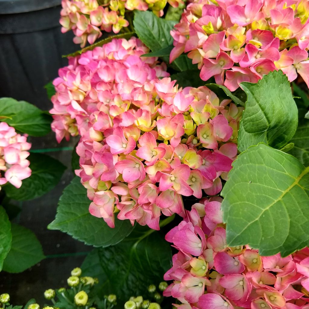Hydrangea macrophylla Gräfin Cosel - Hortensia