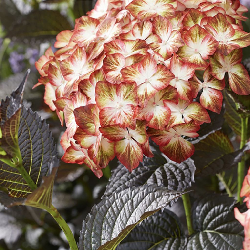 Hydrangea macrophylla Light My Fire - Bolhortensia