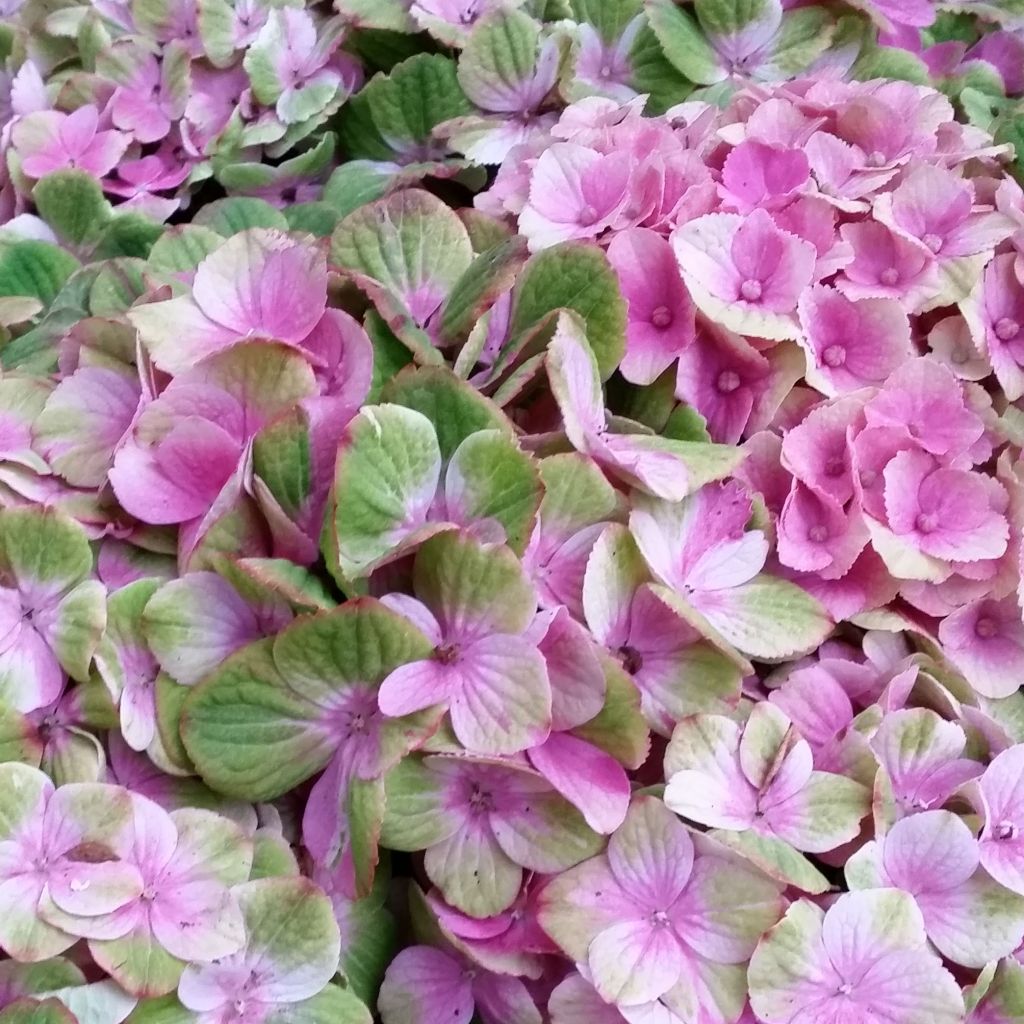 Hydrangea macrophylla Magical Amethyst - Bolhortensia