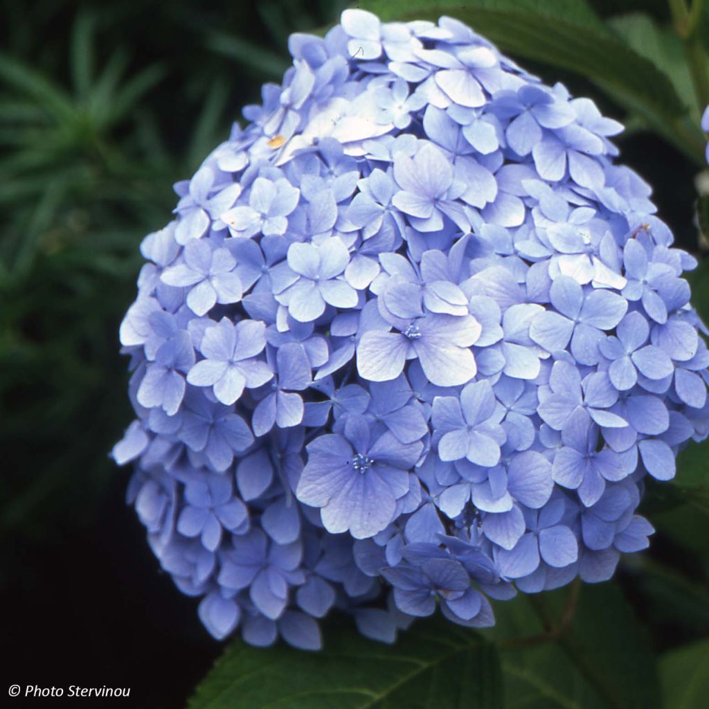 Hydrangea macrophylla Mousseline - Bolhortensia