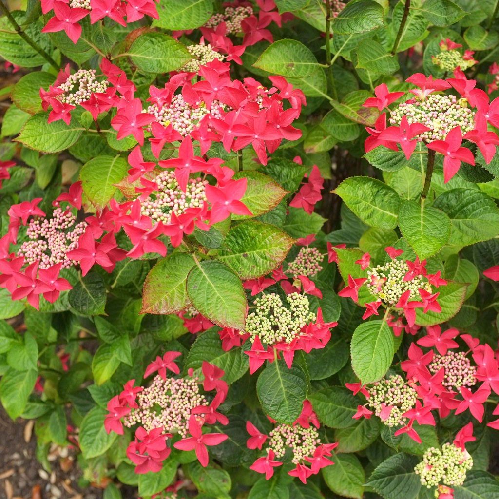 Hydrangea macrophylla Rotschwanz - Schermhortensia