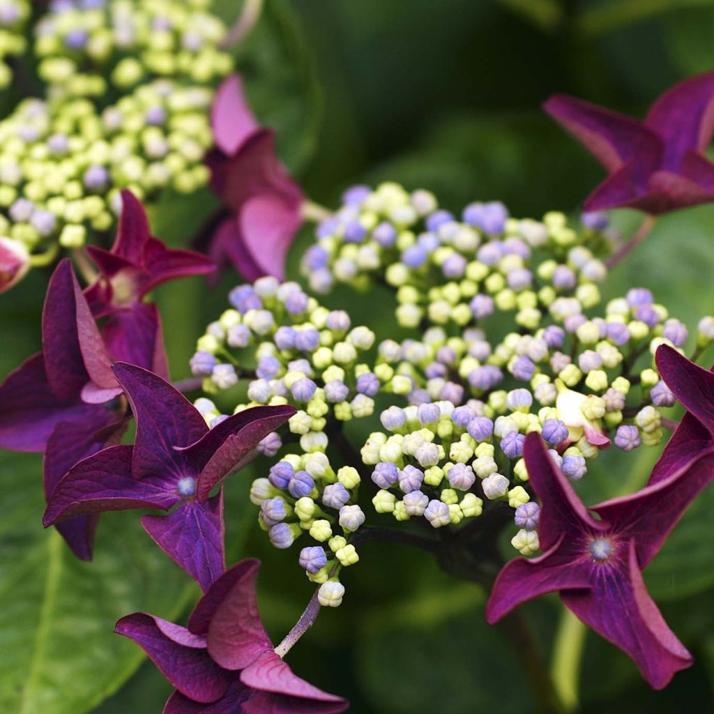 Hydrangea macrophylla Rotschwanz - Schermhortensia