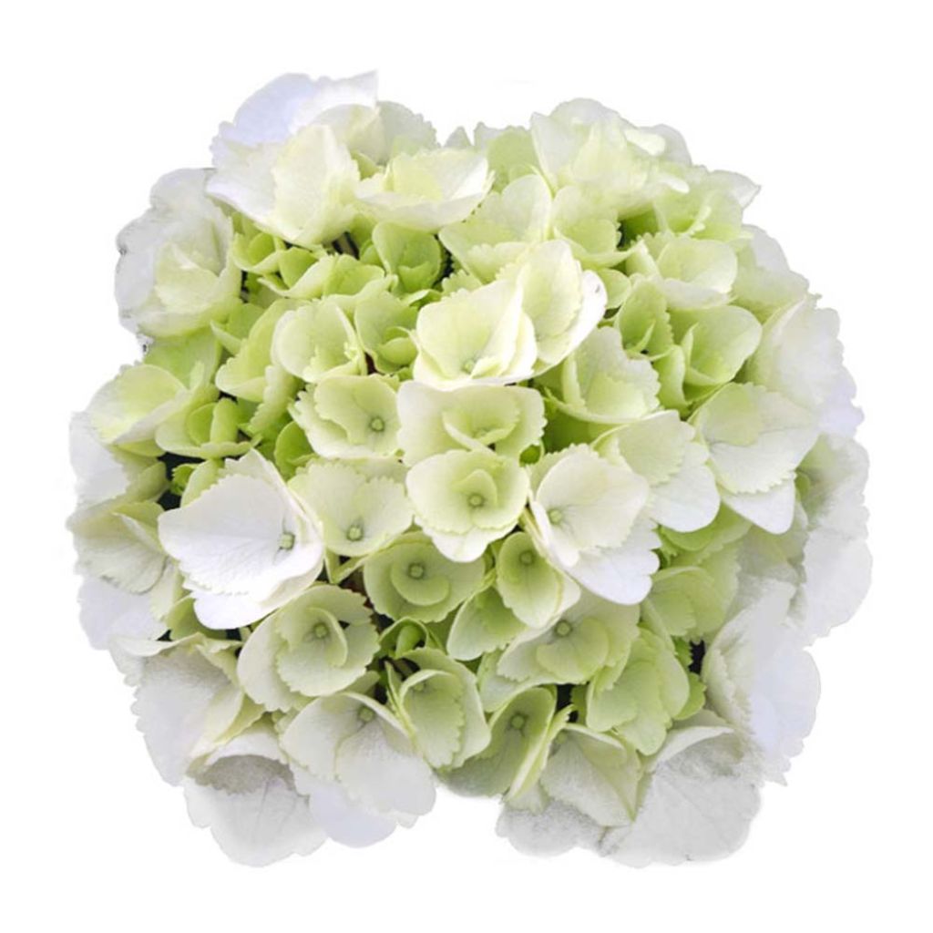 Hydrangea macrophylla Schneeball - Bolhortensia