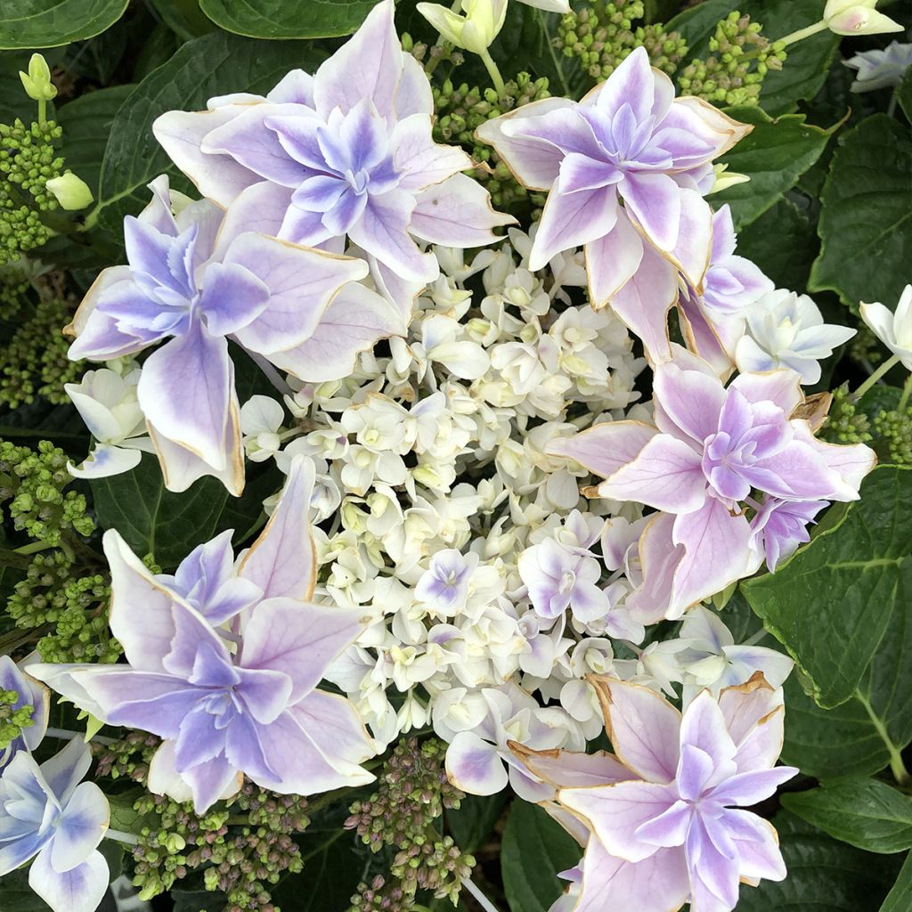 Hydrangea macrophylla Stargazer - Bolhortensia