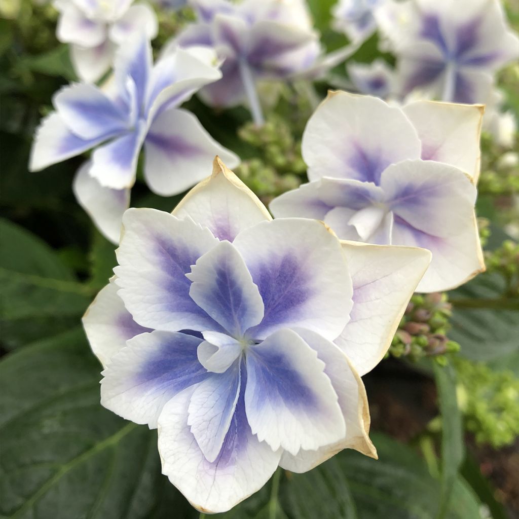 Hydrangea macrophylla Stargazer - Bolhortensia