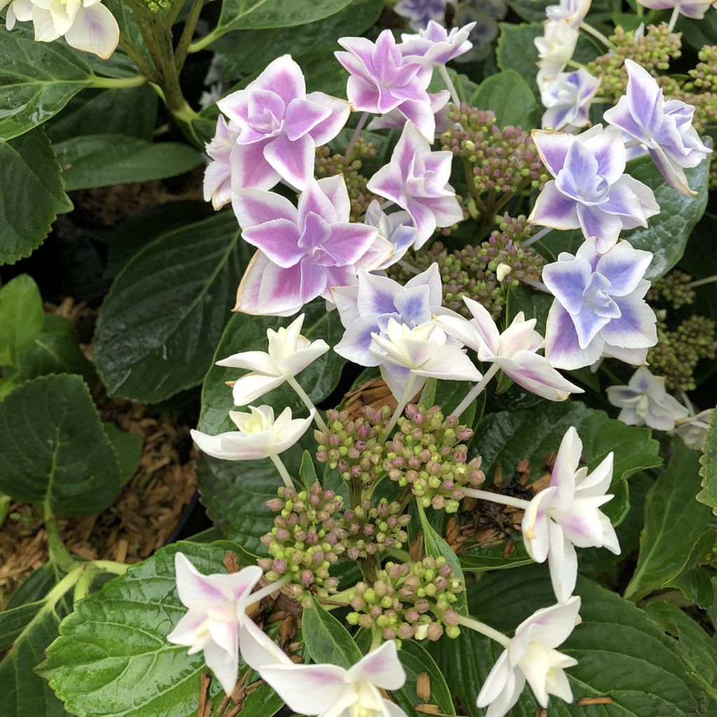 Hydrangea macrophylla Stargazer - Bolhortensia