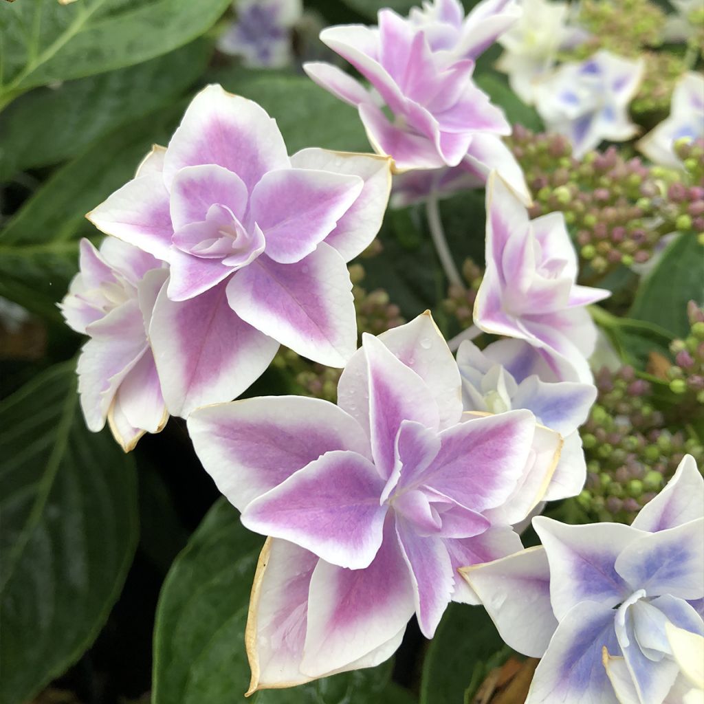 Hydrangea macrophylla Stargazer - Bolhortensia