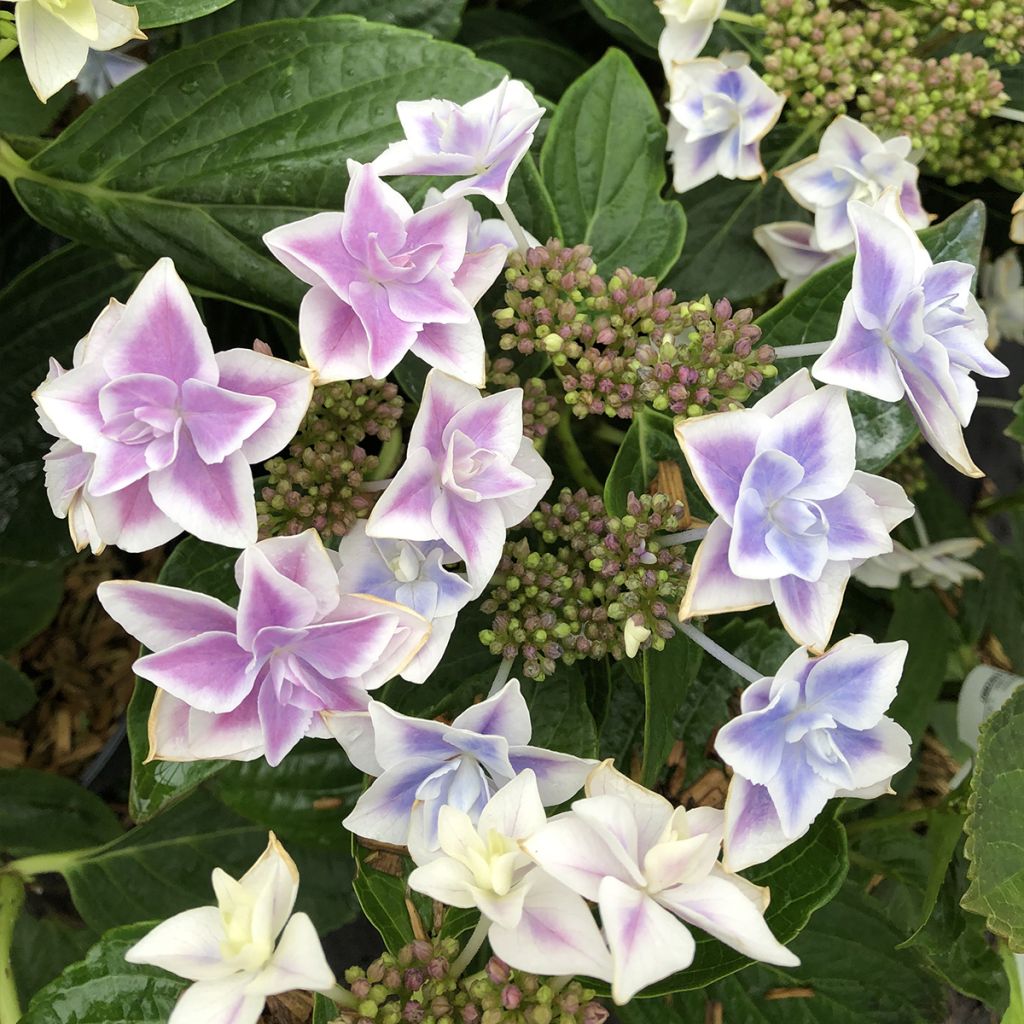 Hydrangea macrophylla Stargazer - Bolhortensia