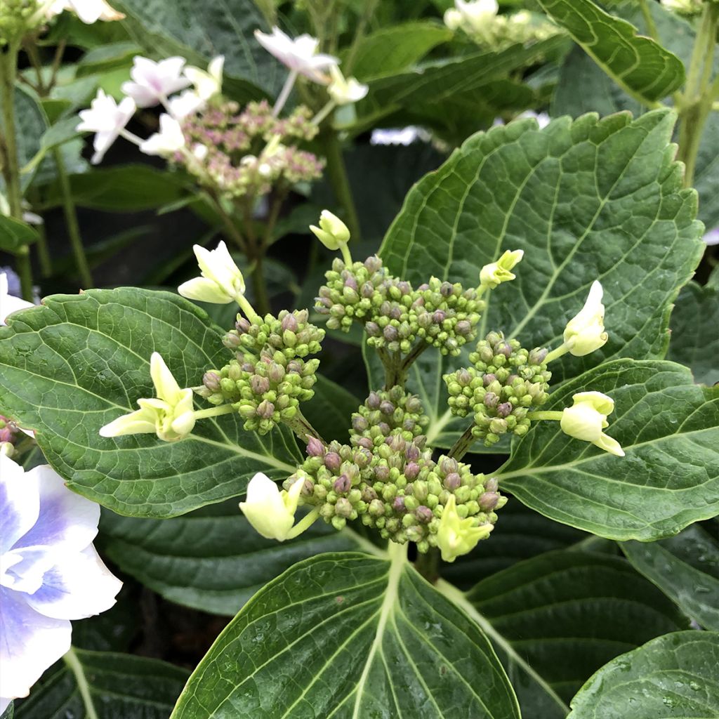 Hydrangea macrophylla Stargazer - Bolhortensia