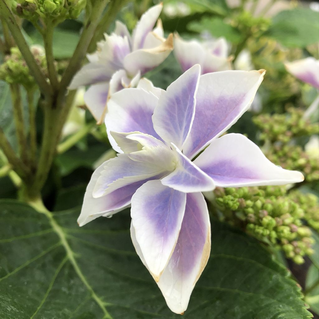 Hydrangea macrophylla Stargazer - Bolhortensia