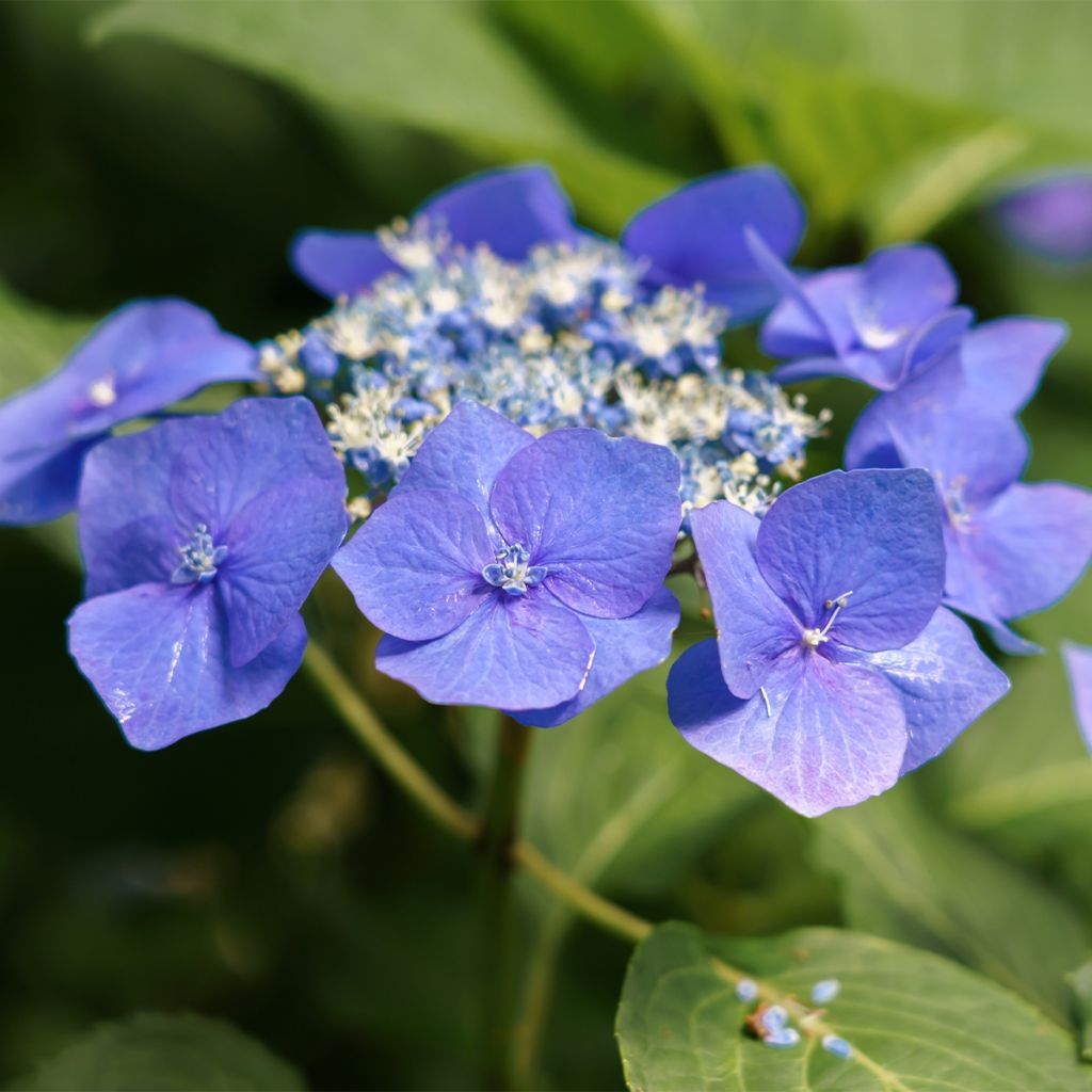 Schermhortensia Teller Blue - Schermhortensia