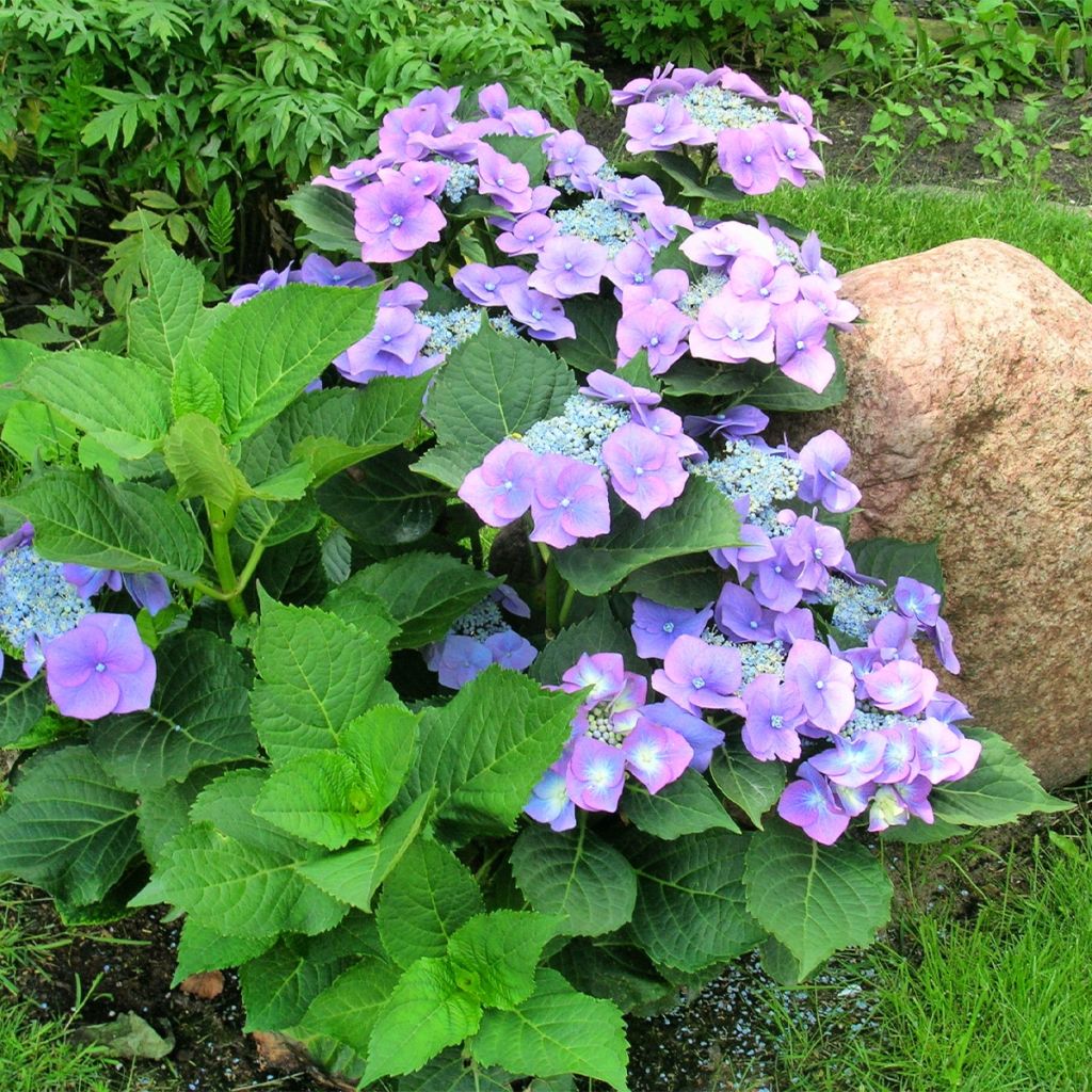 Schermhortensia Teller Blue - Schermhortensia