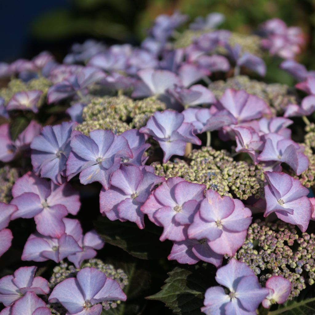 Hydrangea macrophylla Tiffany - Bolhortensia