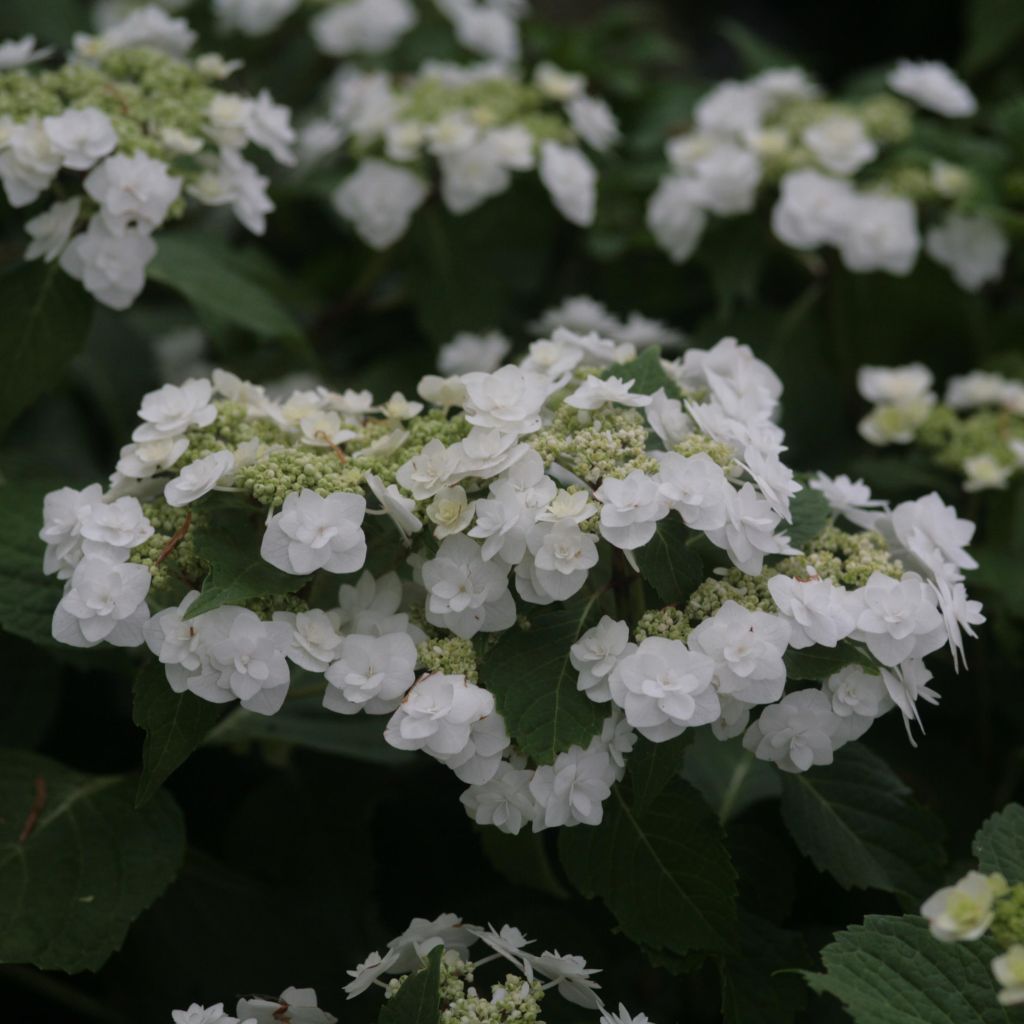 Hydrangea macrophylla Wedding Gown - Schermhortensia