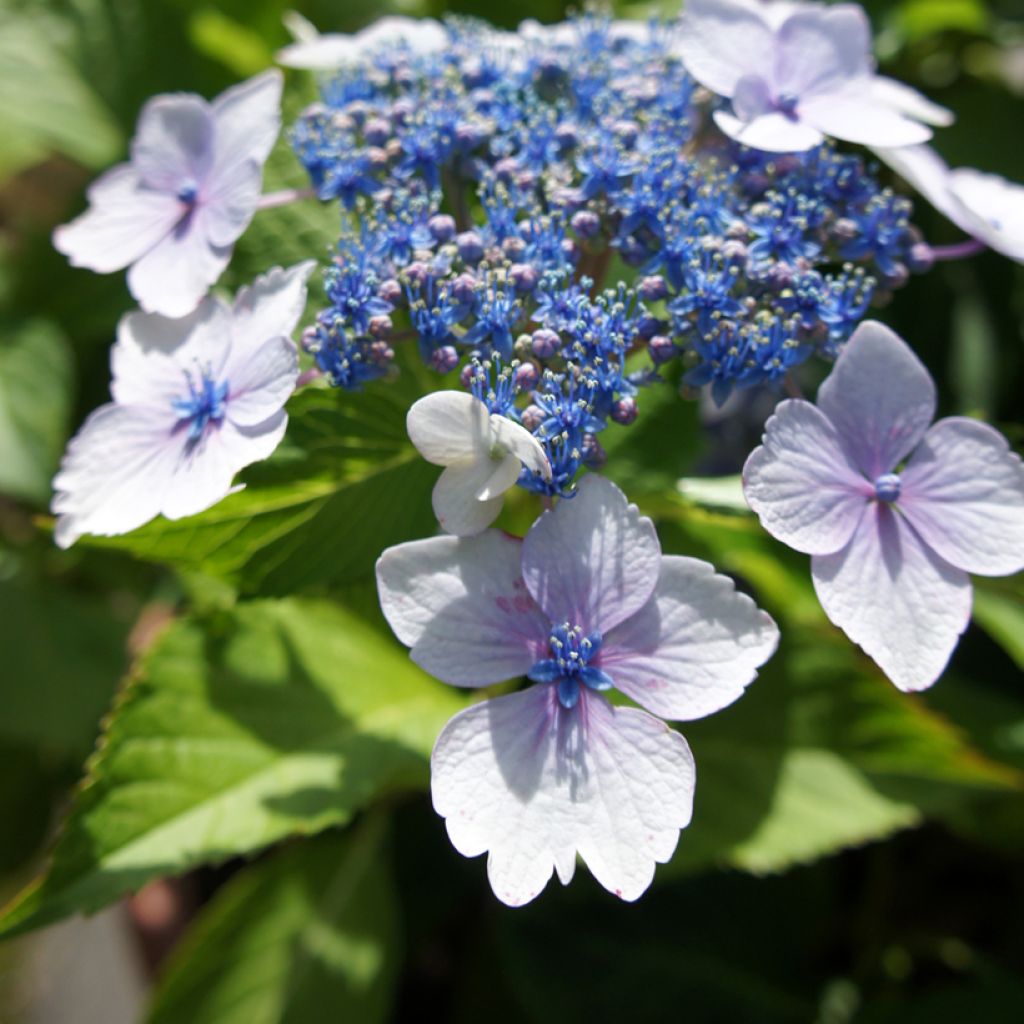 Hortensia - Hydrangea macrophylla Blue wave