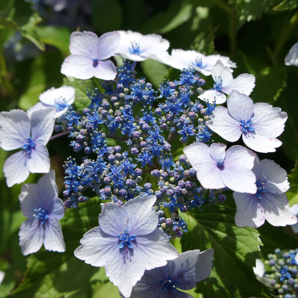 Hortensia - Hydrangea macrophylla Blue wave