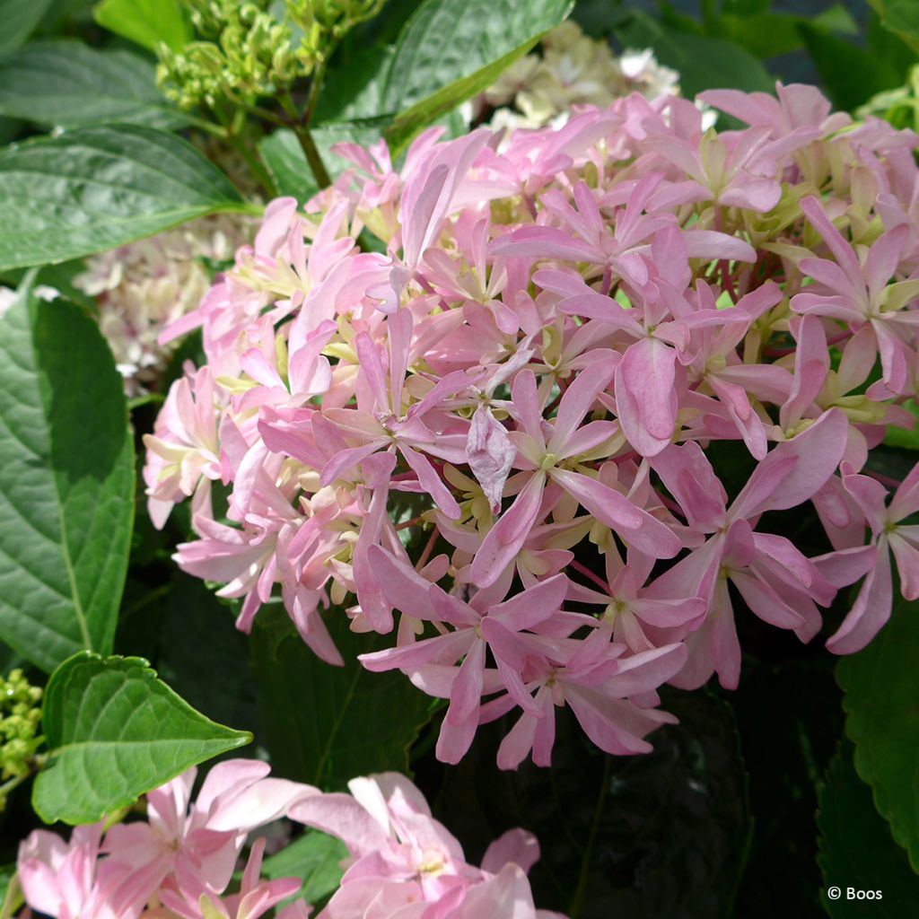 Hydrangea macrophylla You and Me Inspire - Bolhortensia