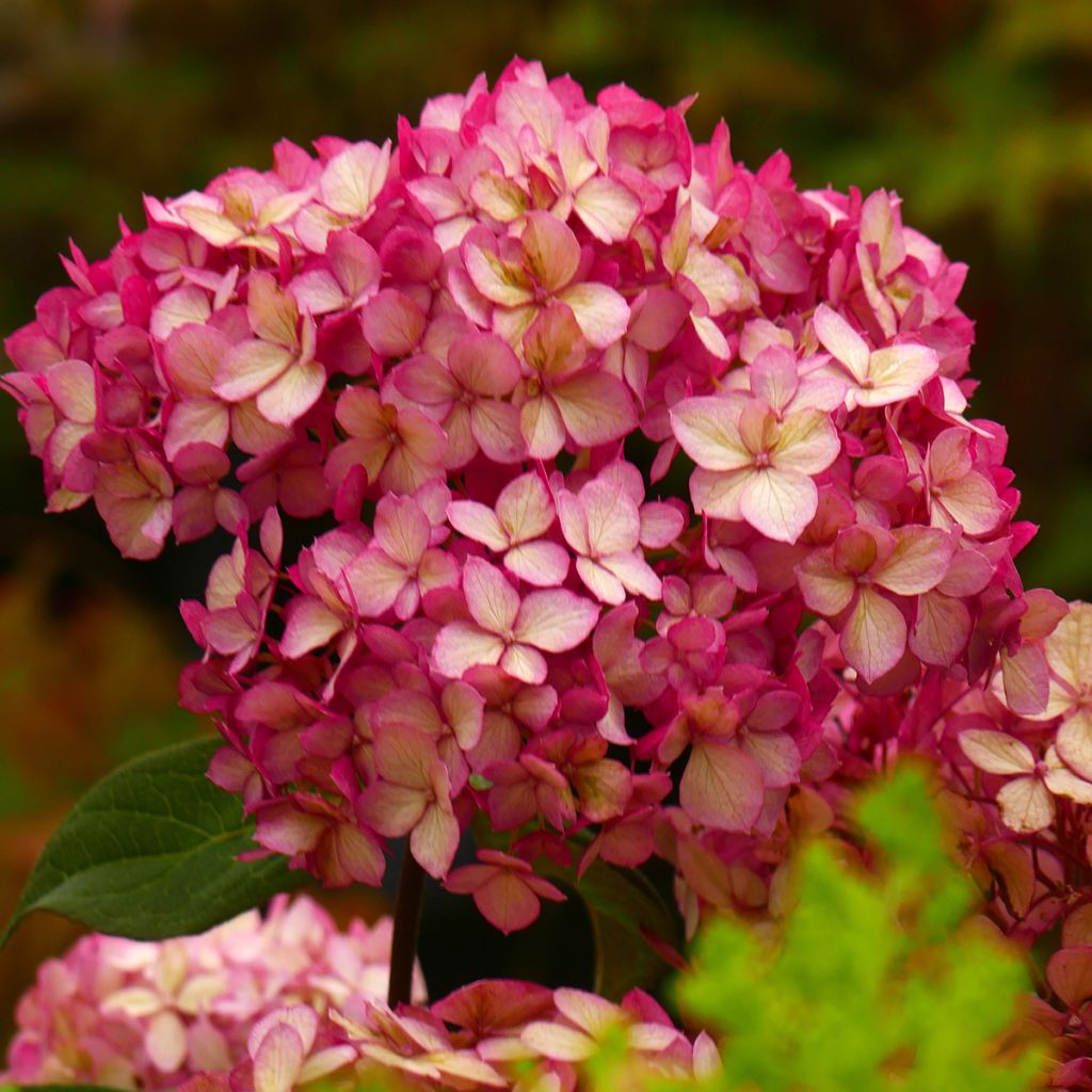 Hydrangea paniculata Bloody Marie - Pluimhortensia