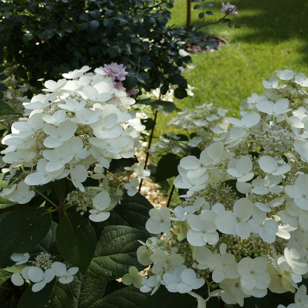 Hydrangea paniculata Bombshell - Pluimhortensia
