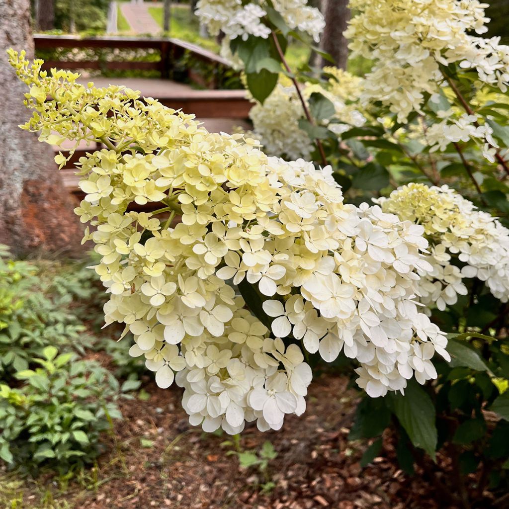 Hydrangea paniculata Candlelight - Pluimhortensia