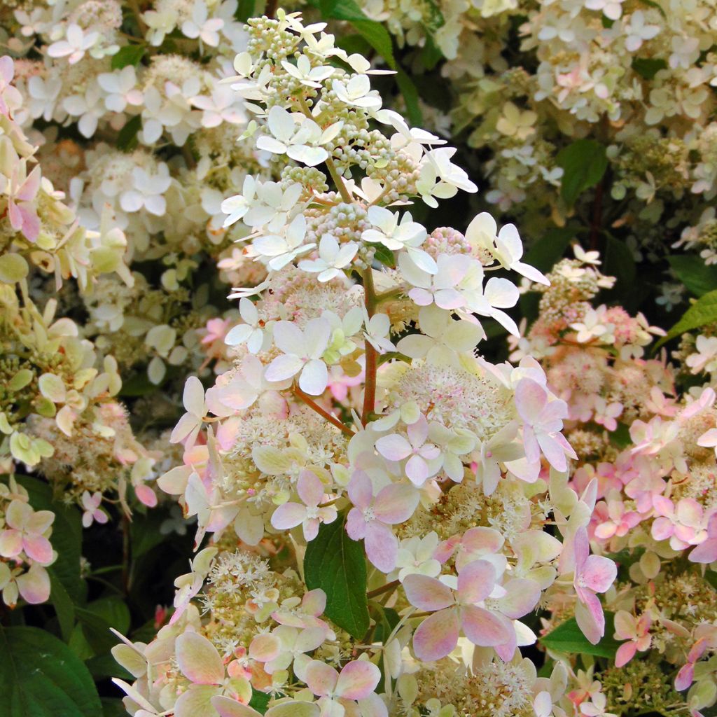 Hydrangea paniculata Confetti - Pluimhortensia