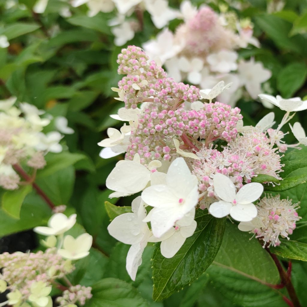 Hydrangea paniculata Confetti - Pluimhortensia