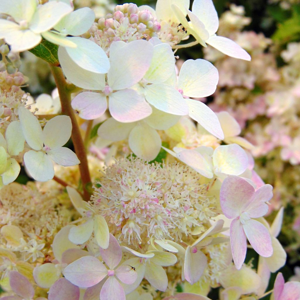 Hydrangea paniculata Confetti - Pluimhortensia