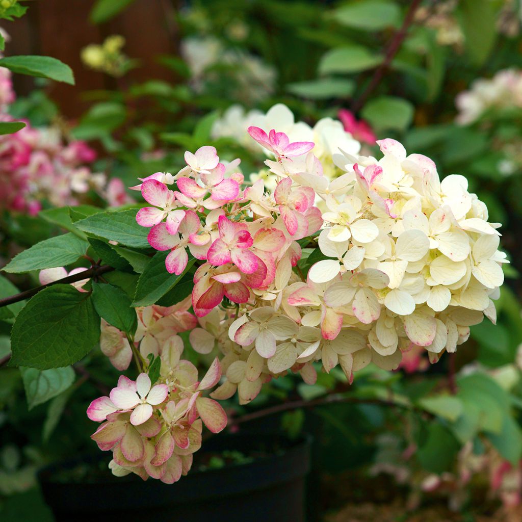 Hydrangea paniculata Diamant Rouge - Pluimhortensia