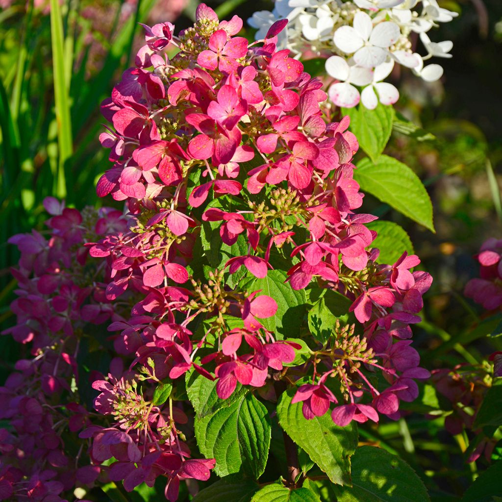 Hydrangea paniculata Diamant Rouge - Pluimhortensia