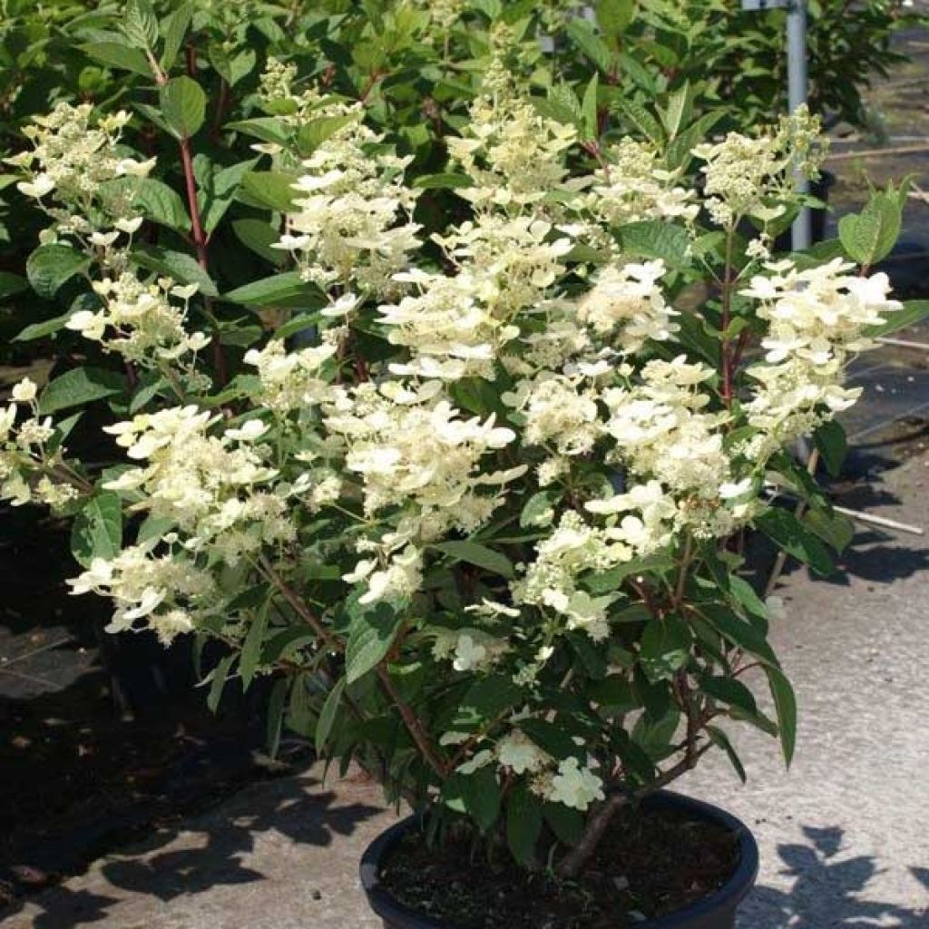 Hydrangea paniculata Early Sensation - Pluimhortensia
