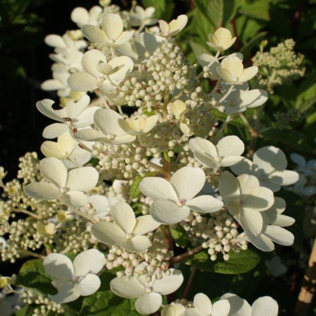 Hydrangea paniculata Early Sensation - Pluimhortensia