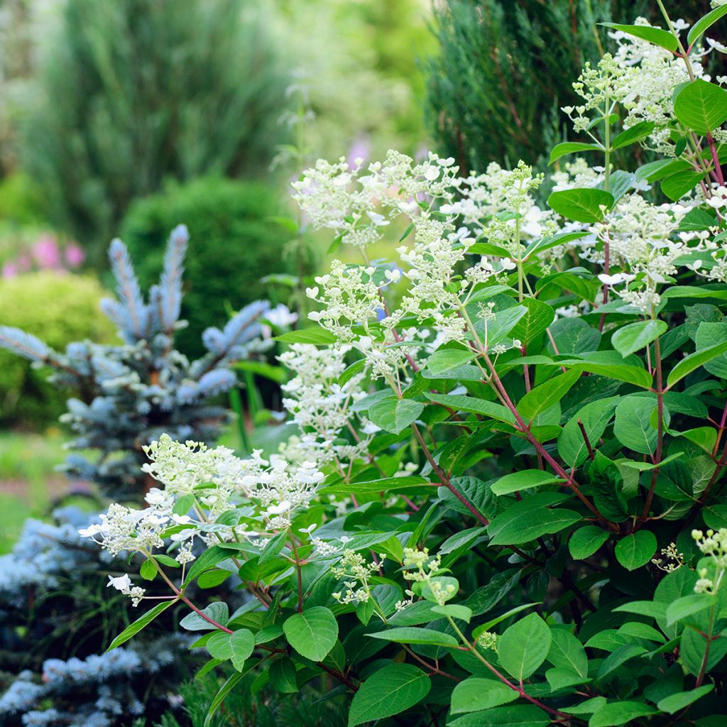 Hydrangea paniculata Early Sensation - Pluimhortensia