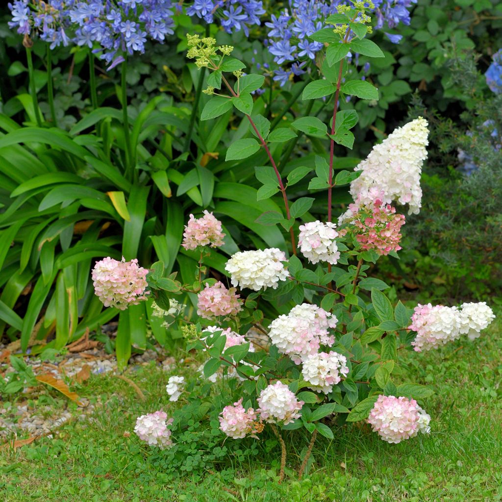 Hydrangea paniculata Fraise Melba - Pluimhortensia