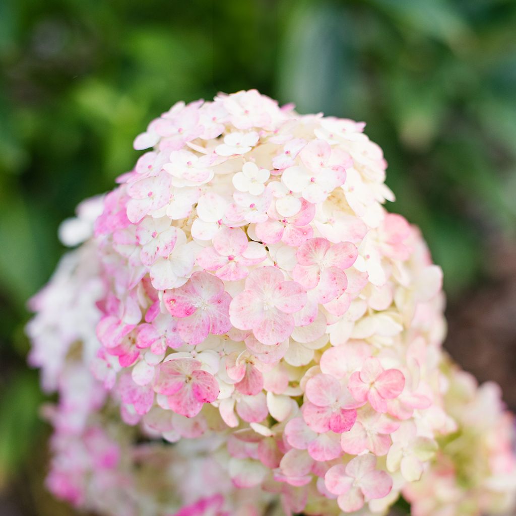 Hydrangea paniculata Framboisine - pluimhortensia