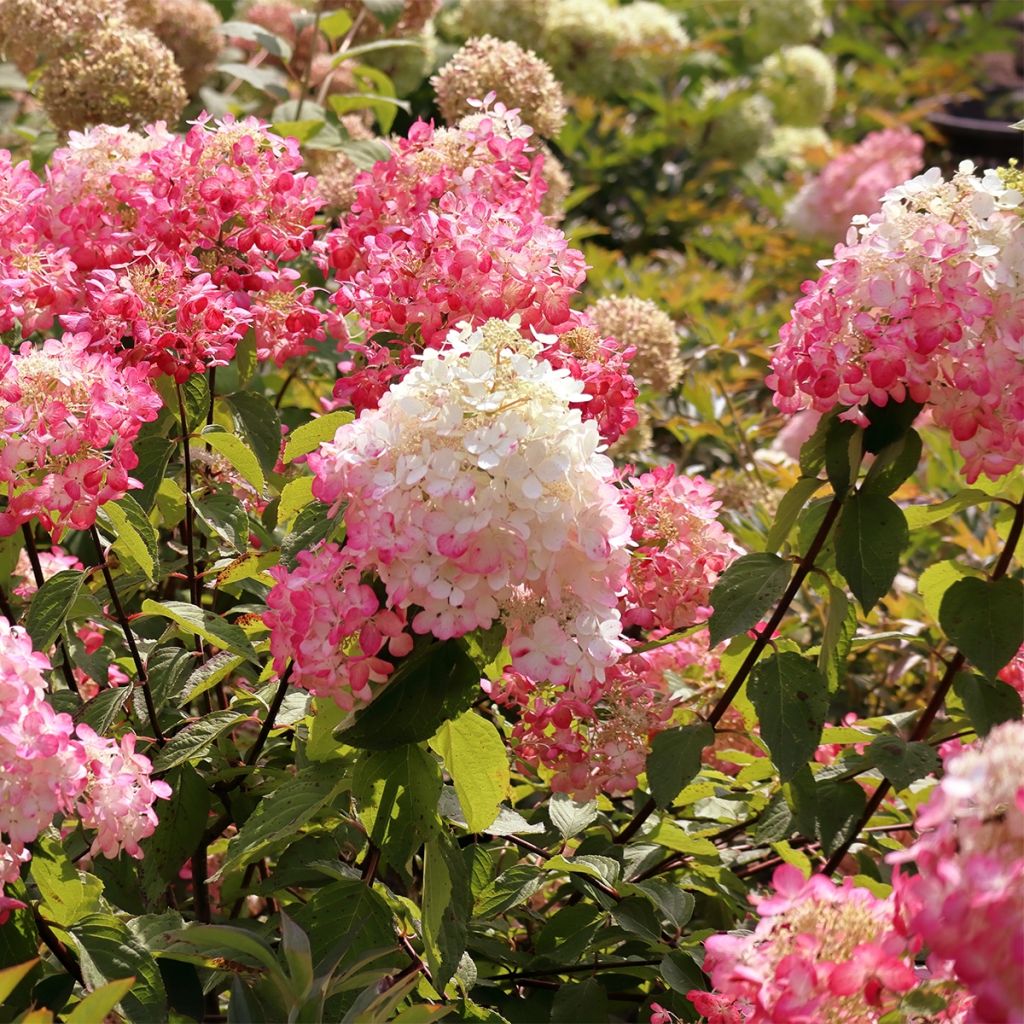 Hydrangea paniculata Framboisine - pluimhortensia