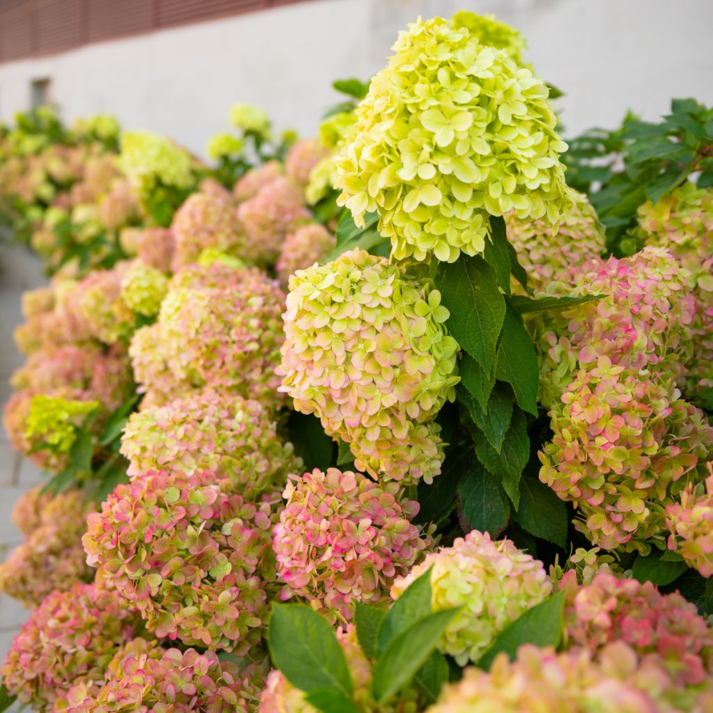 Hydrangea paniculata Graffiti - Pluimhortensia