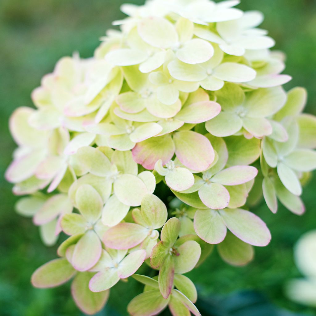 Hydrangea paniculata Graffiti - Pluimhortensia