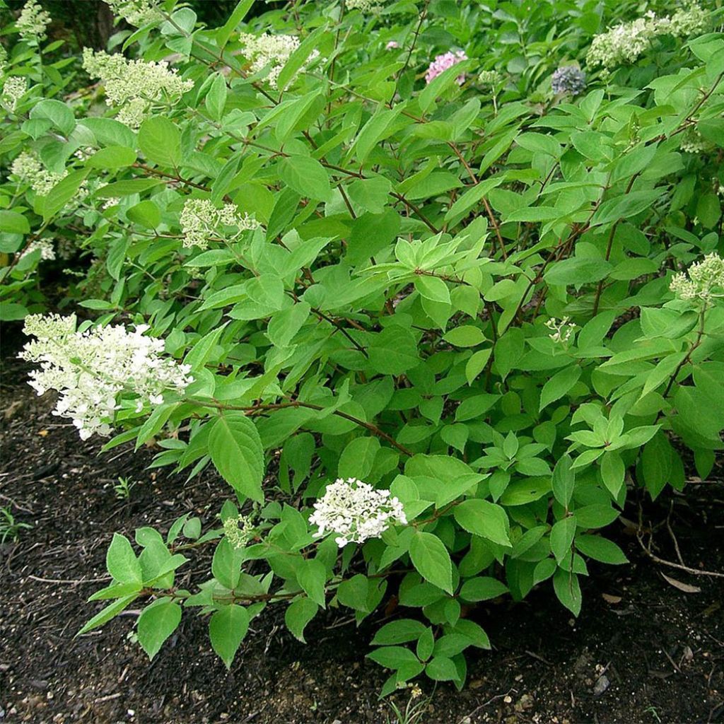 Hydrangea paniculata Grandiflora - Pluimhortensia