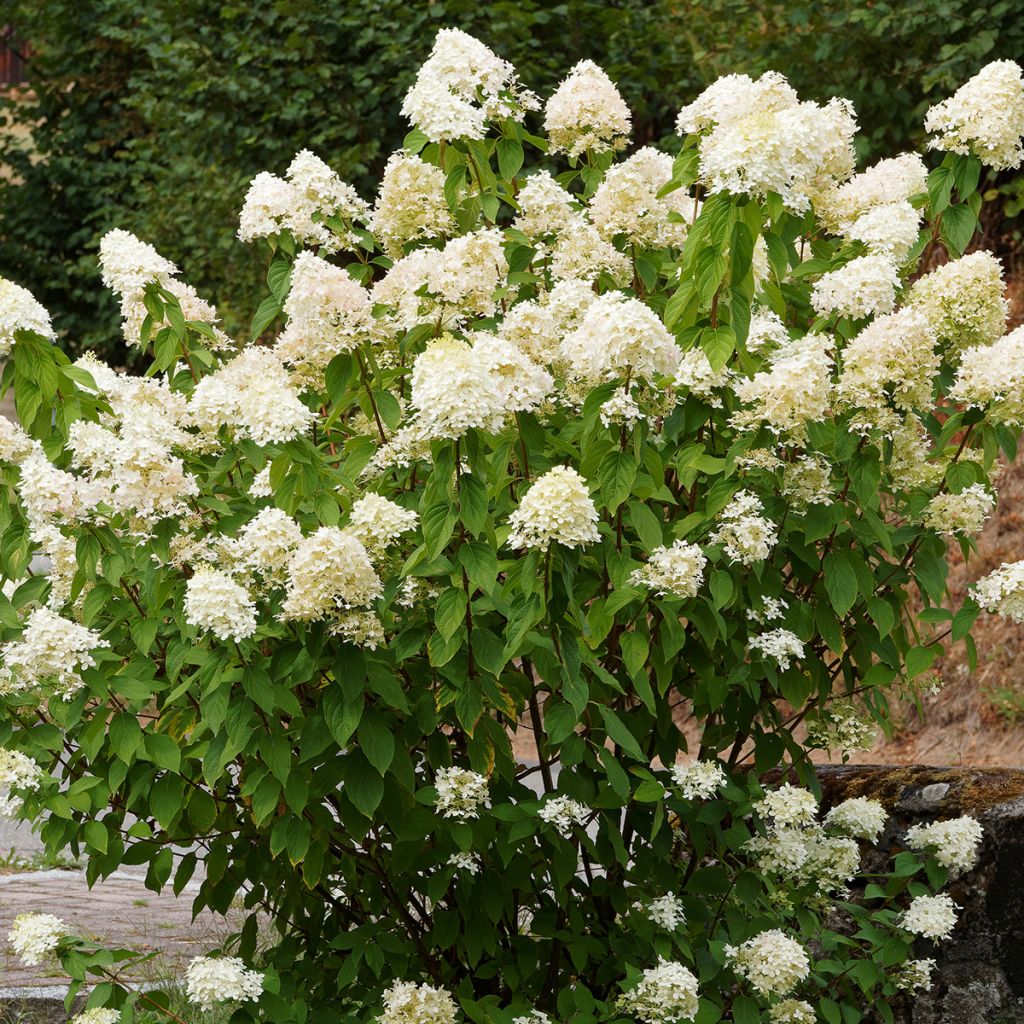 Hydrangea paniculata Grandiflora - Pluimhortensia