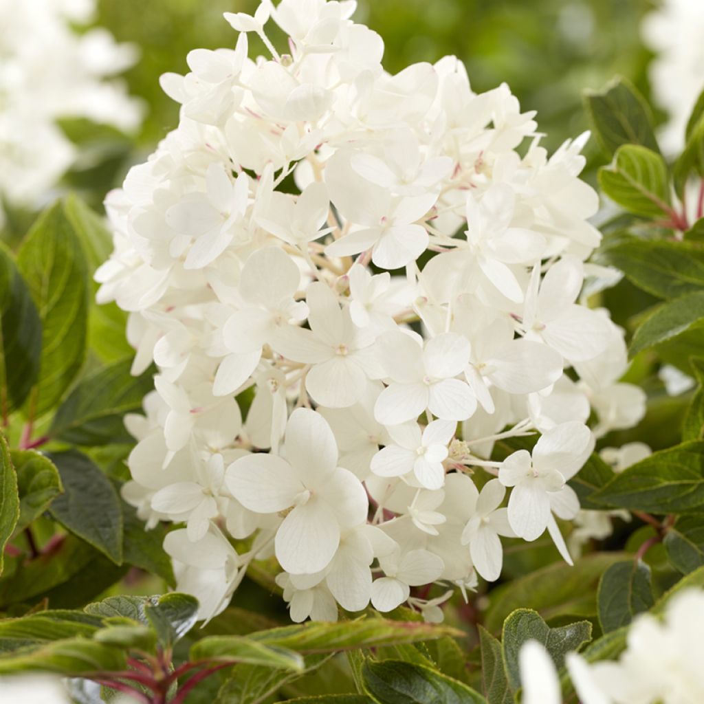 Hydrangea paniculata Groundbreaker Blush - Dwergpluimhortensia
