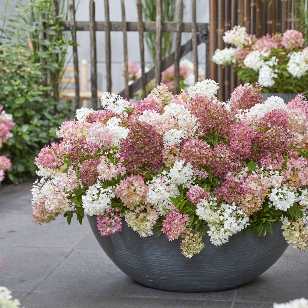 Hydrangea paniculata Groundbreaker Blush - Dwergpluimhortensia