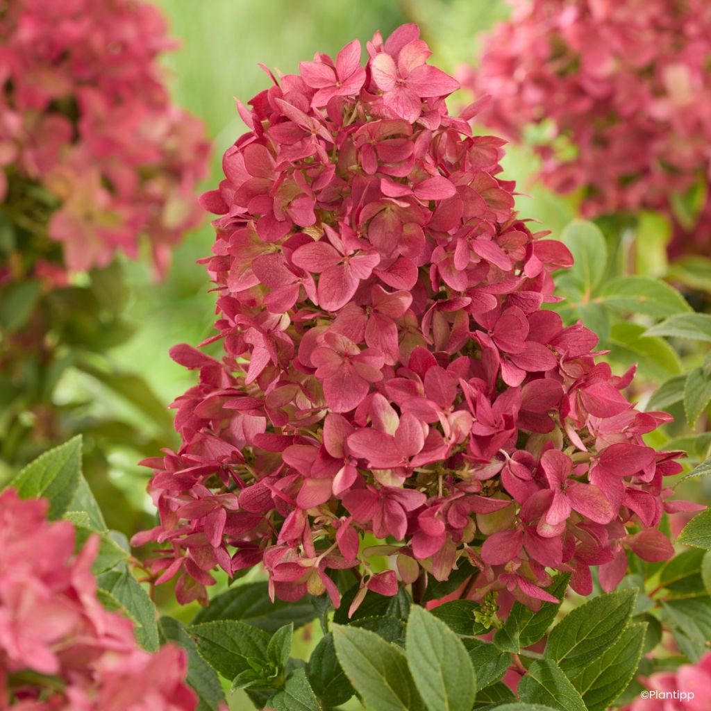 Hydrangea paniculata Groundbreaker Ruby - Dwergpluimhortensia